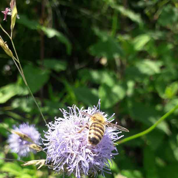 Les abeilles au fil des saisons